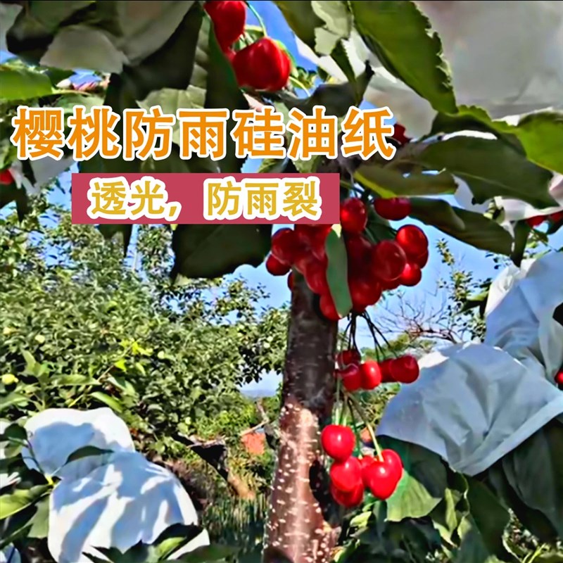 樱桃专用防雨纸大尺寸梅雨天用防雨裂防鸟防虫加厚樱桃保护纸防雨