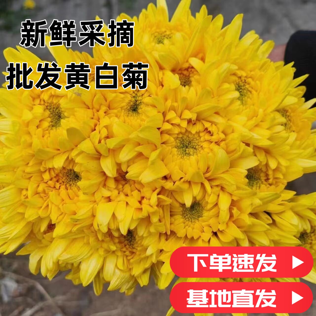 清明菊花鲜花新鲜优质鲜黄菊花白菊白菊花鲜花黄菊花直发批发基地