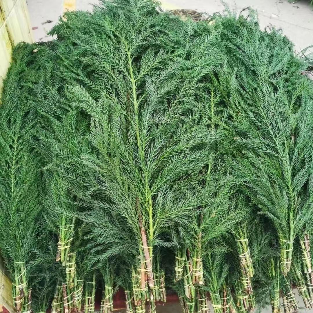 天竺少女松枝鲜切花绿色植物新鲜