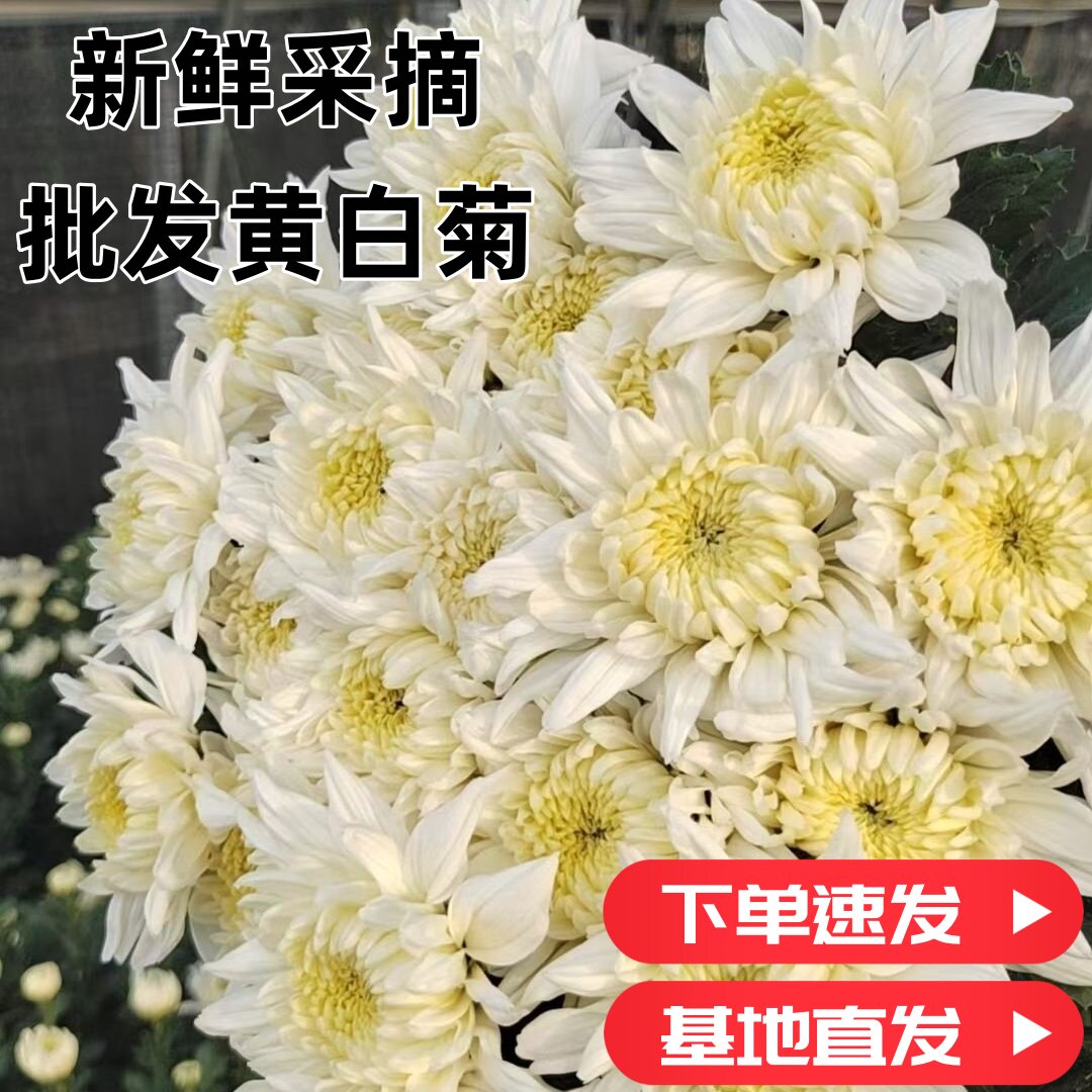 清明菊花鲜花新鲜优质鲜黄菊花白菊白菊花鲜花黄菊花直发批发基地