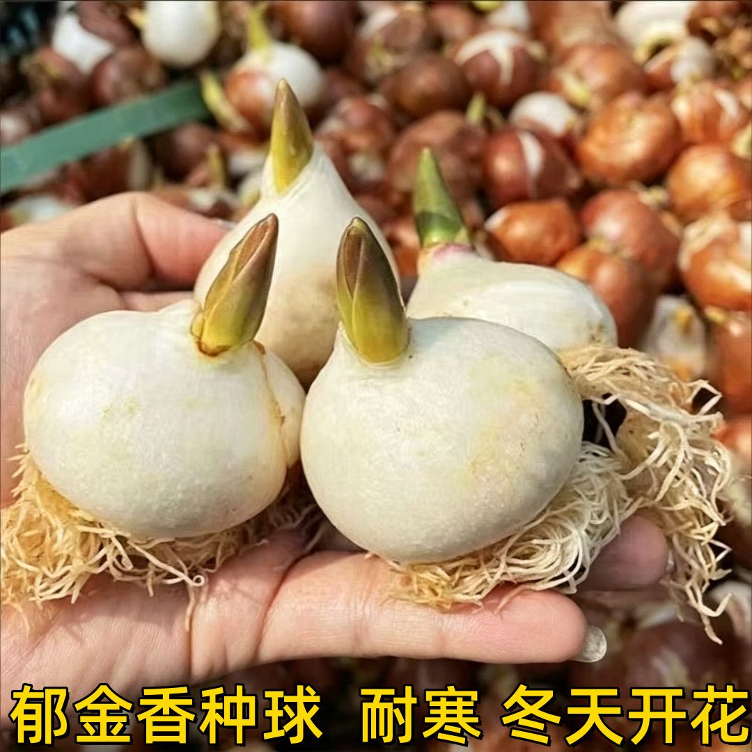 郁金香种球水培套餐盆栽花卉种子发芽率高室内种植耐寒开花
