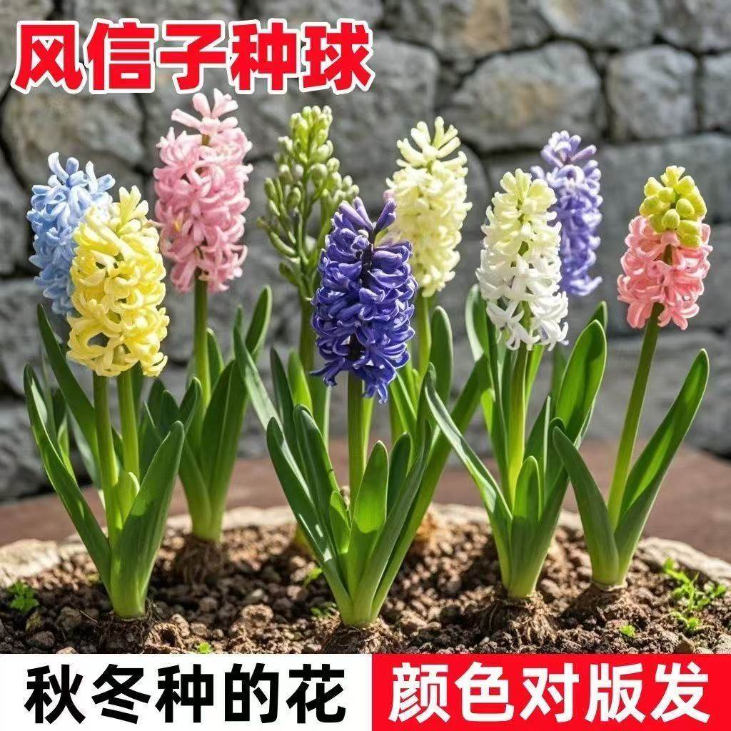【带芽发货】进口风信子种球水培土培耐寒好养冬天过年室内外开花