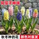带芽发货 进口风信子种球水培土培耐寒好养冬天过年室内外开花