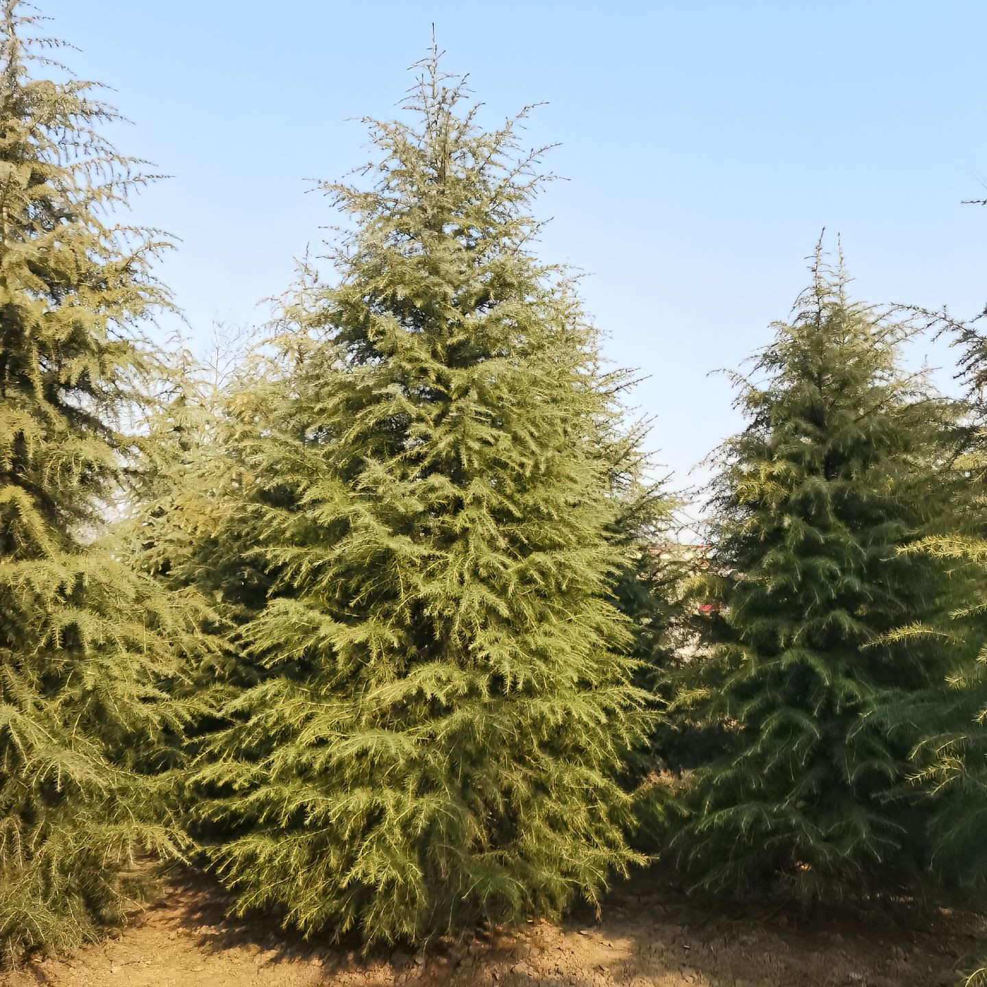 雪松树苗小苗圣诞树四季常青