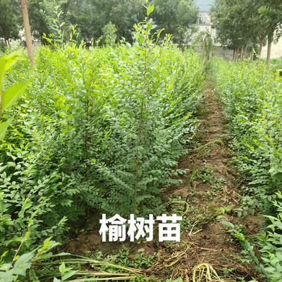 耐贫瘠乡村树种落叶占地易活