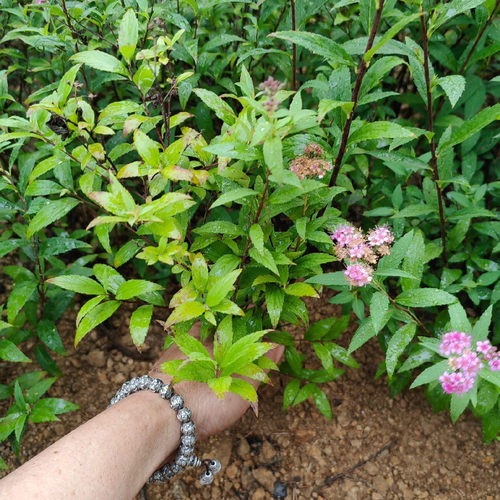 金山绣线菊苗花灌木庭院别墅