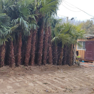 大型热带棕榈树苗盆栽造景