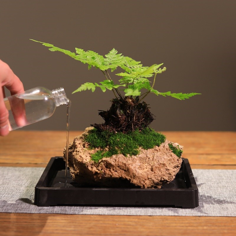 吸水石绿植假山盆景书房茶室桌面盆栽耐阴好养常绿蕨类植物红磷蕨