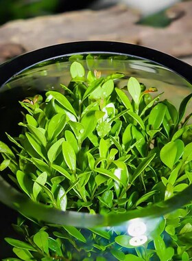 创意桌面苔藓微景观成品盆景好养鲜活绿植生态瓶盆栽现代简约花瓶