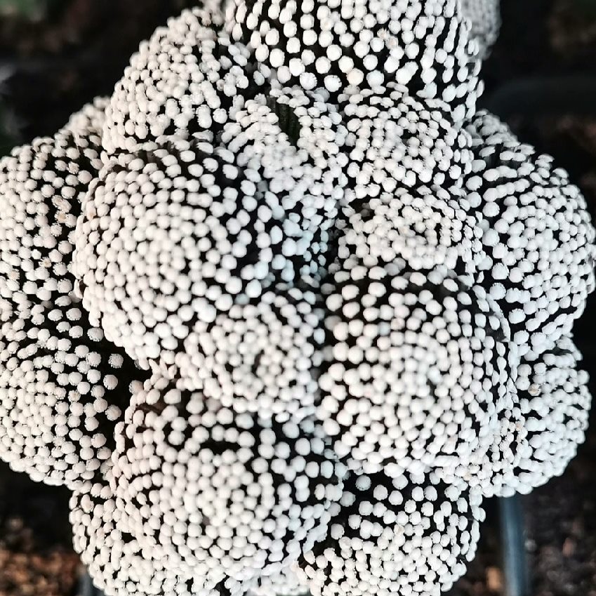 超大,群米,冠幅突属松牡丹左右10,厘仙人球针乳生