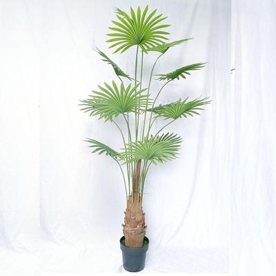 直仿真加州蒲葵扇葵树北欧风假绿植圆叶蒲装饰摆件落地室内