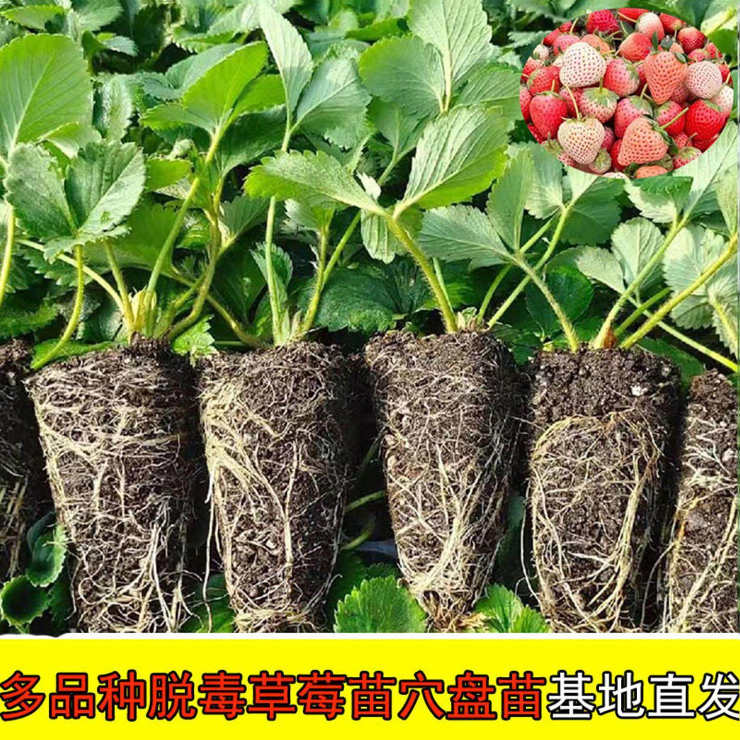 草莓苗秧穴盘苗奶油红颜四季盆栽地栽带果阳台种植水果树苗秧苗子,鲜花速递/花卉仿真/绿植园艺,种苗/半成品盆栽,淘宝优惠券,粉丝福利购,淘宝优惠卷