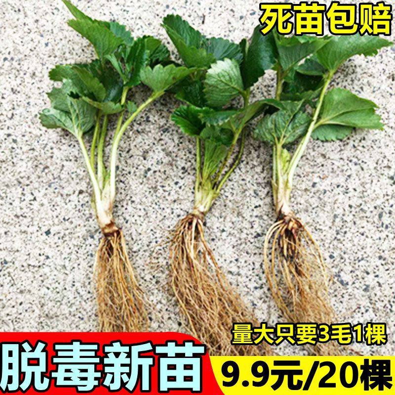 四季草莓苗红颜奶油草莓秧大棚种植草莓盆栽当年结果新苗裸根果苗,鲜花速递/花卉仿真/绿植园艺,造型盆景,淘宝优惠券,粉丝福利购,淘宝优惠卷