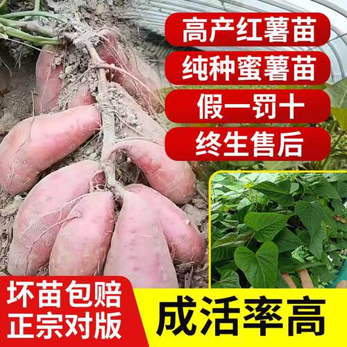 脱毒红薯苗紫种植板栗烟25