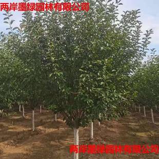 园林景观绿化地产庭院用精品绚丽海棠规格齐全现挖现卖