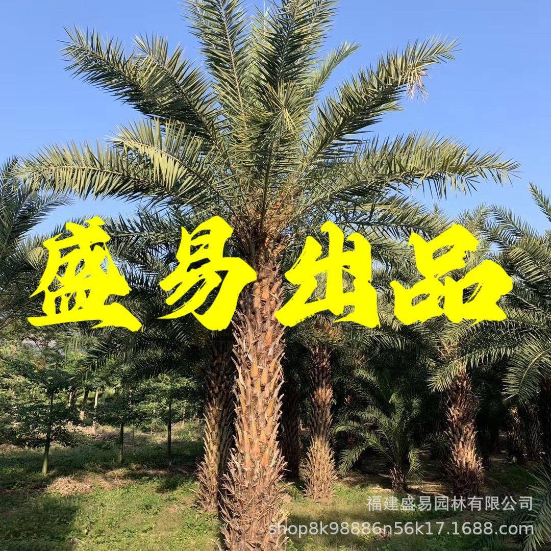 移栽中东海枣报价湖北中东海枣树安徽银海枣江西银海枣价格