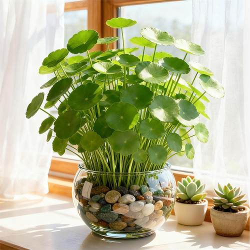 铜钱草水培植物水养懒人花卉室内小绿植盆栽金钱草四季好养活带叶