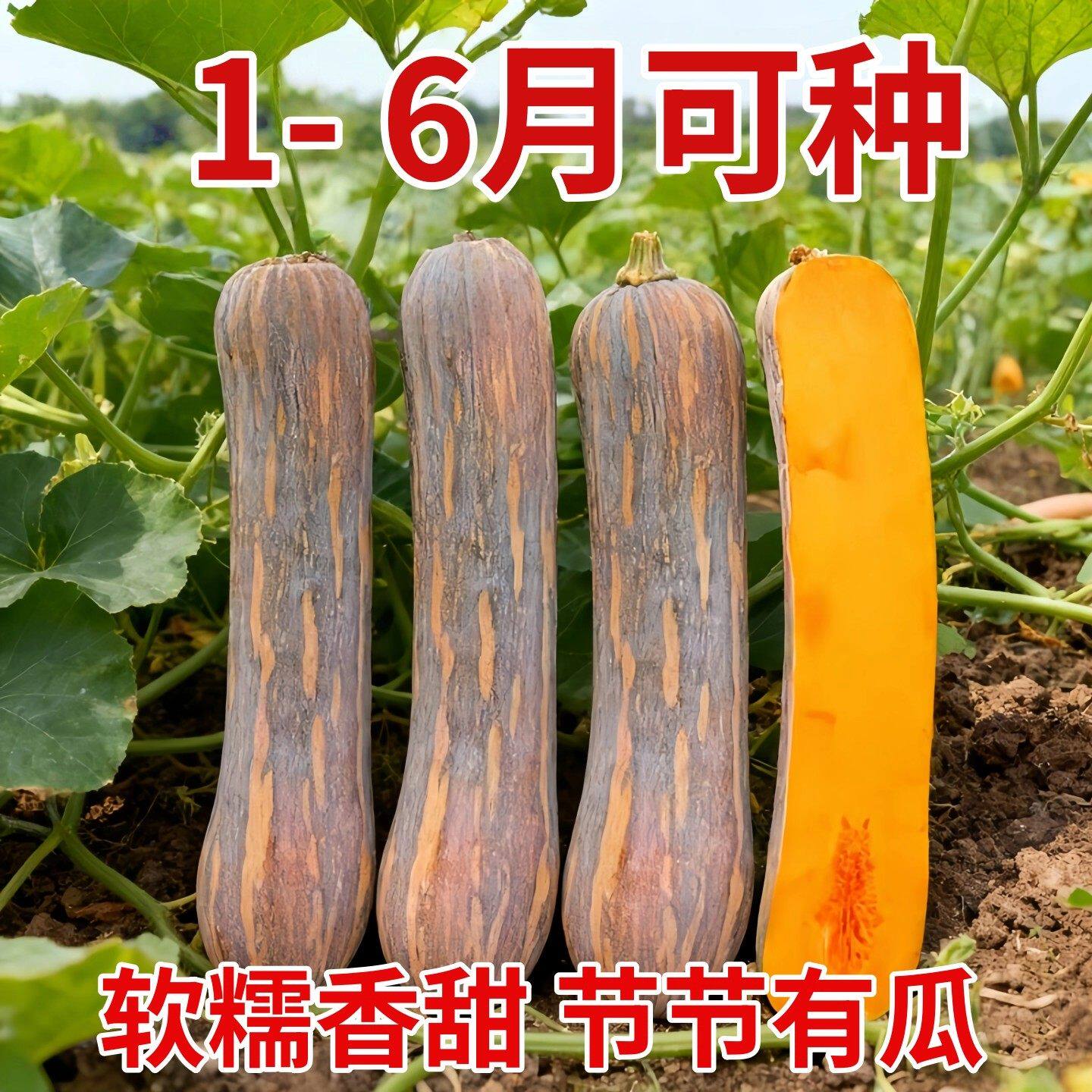 健美密本南瓜种子超甜粉面密本南瓜种子甜面南瓜种籽早熟高产蔬菜