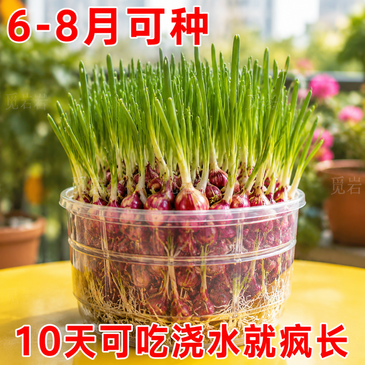 可种植可食用小香葱红葱头火葱黄葱四季葱苗榨葱油干葱头