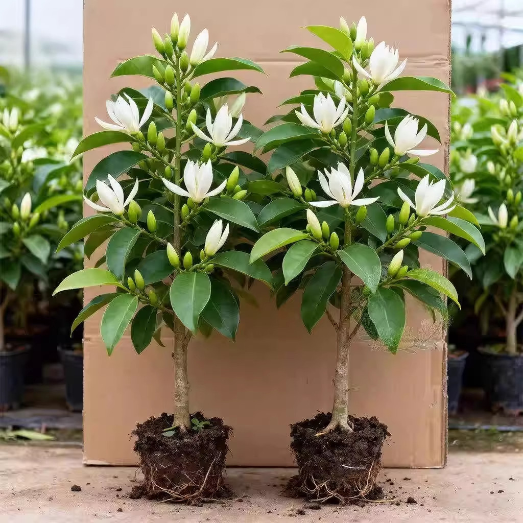 白兰花老桩盆栽带苞矮化