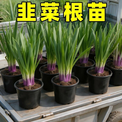 本地老品种紫根韭菜苗带土现挖