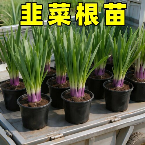 本地老品种紫根韭菜苗带土现挖