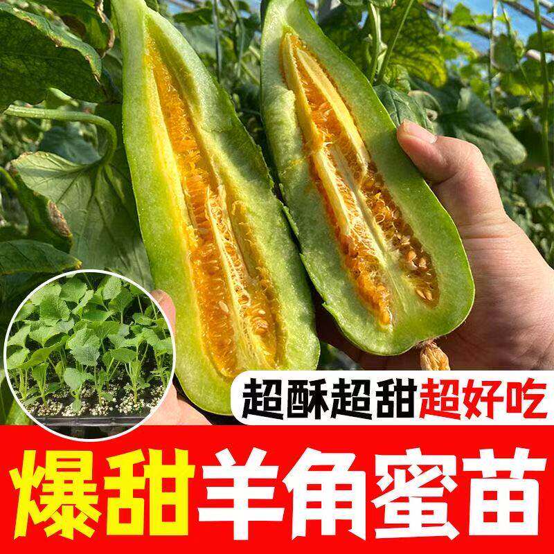 羊角蜜甜瓜苗超甜易种