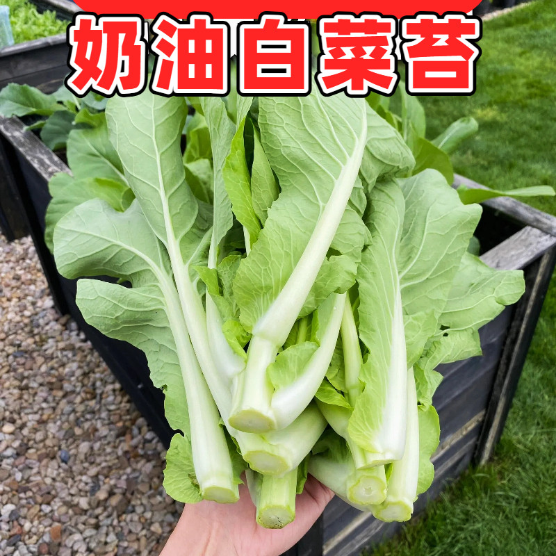 四季速生奶油白菜苔种子家庭阳台盆栽蔬菜种籽高产易种菜心秧苗