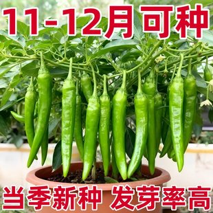 樟树港椒种子樟树辣椒种子优质清香薄皮辣椒新种春秋四季播种蔬菜