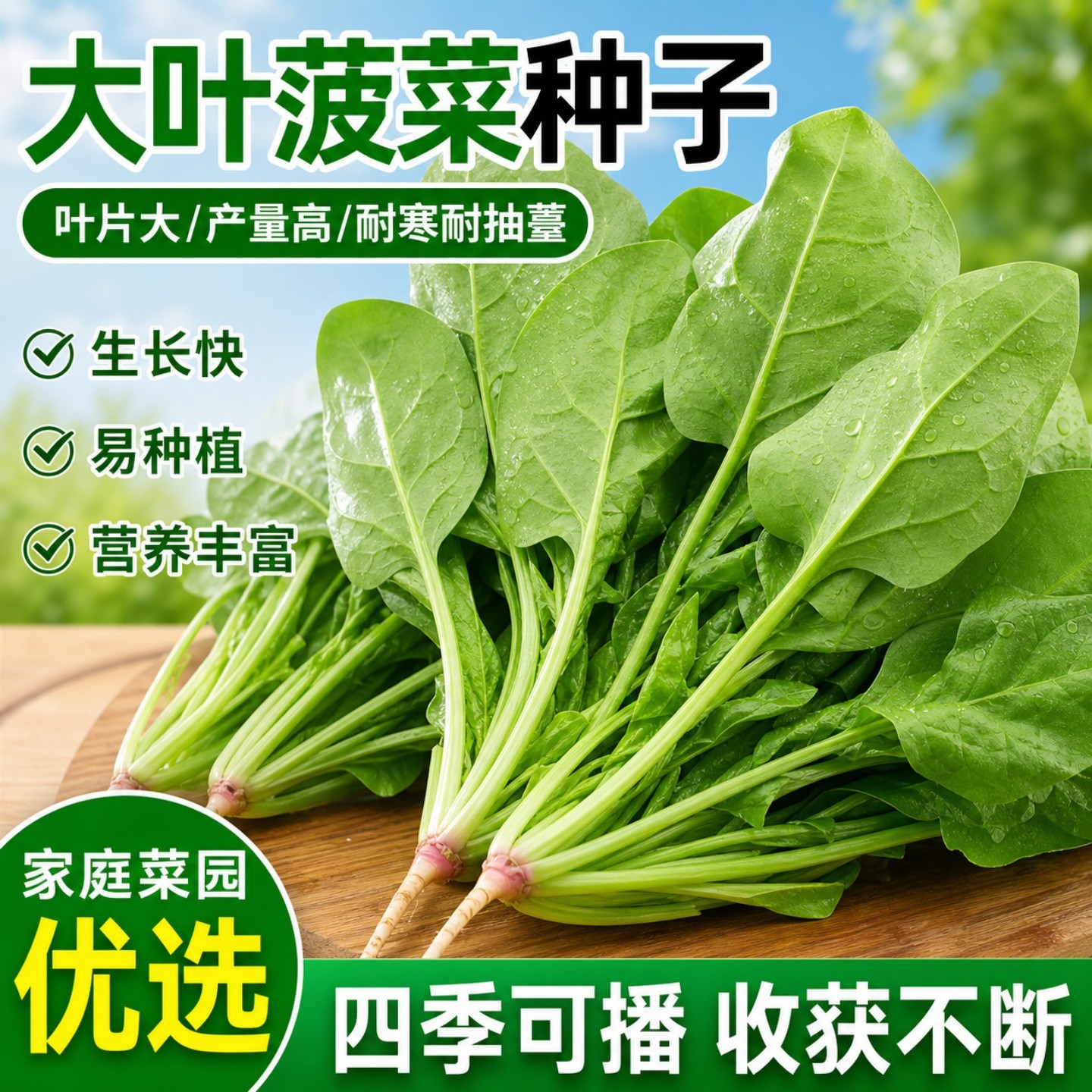 大叶菠菜种子四季易种植原生态菠菜抗病耐热耐寒越冬蔬菜种子大全