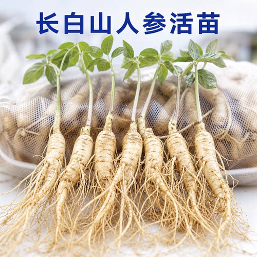 长白山鲜人参苗新手推荐