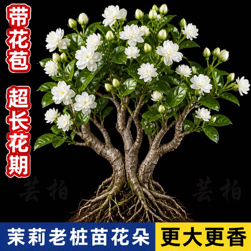 横县重瓣茉莉老桩盆栽浓香好养