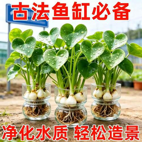 懒人净化鱼缸茨菇种球慈菇水培水生室内四季植物燕尾慈菇池塘水草