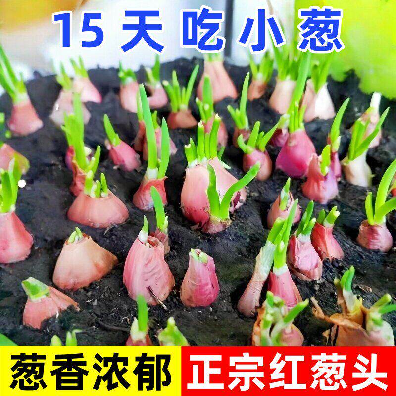 四川四季可种可吃小香葱头