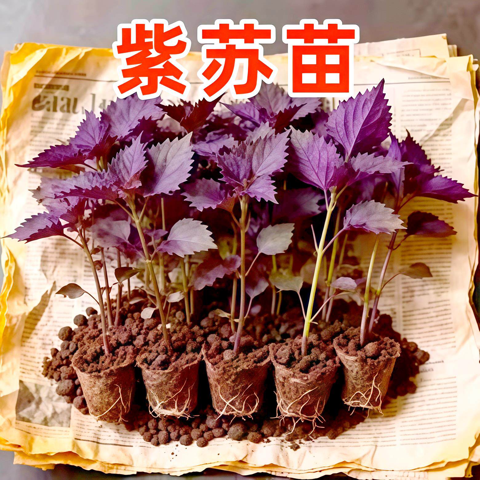 食用紫苏苗带土盆栽四季老品种