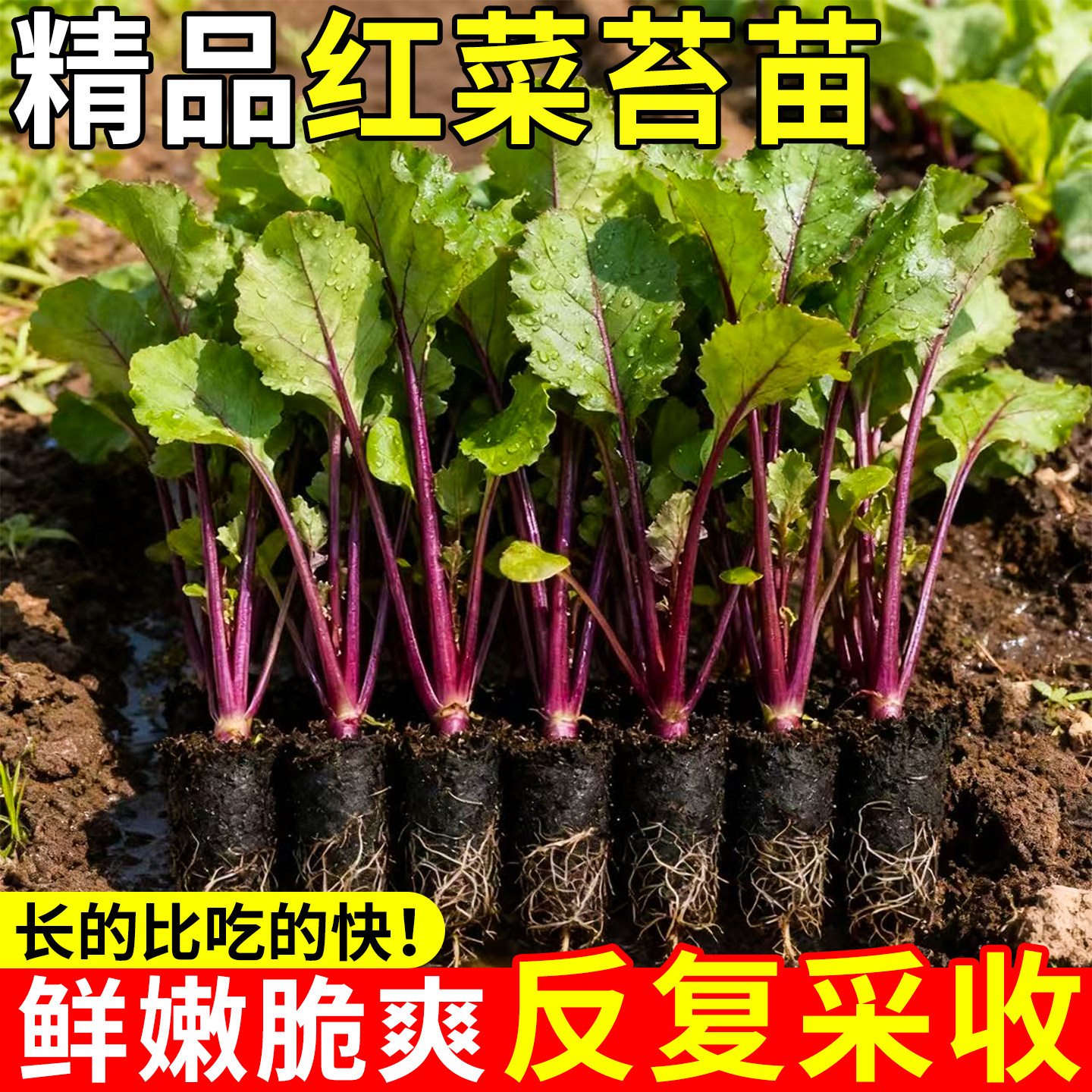 红菜苔秧苗武汉洪山菜苔带土幼苗秋季适合种耐寒老品种蔬菜苗