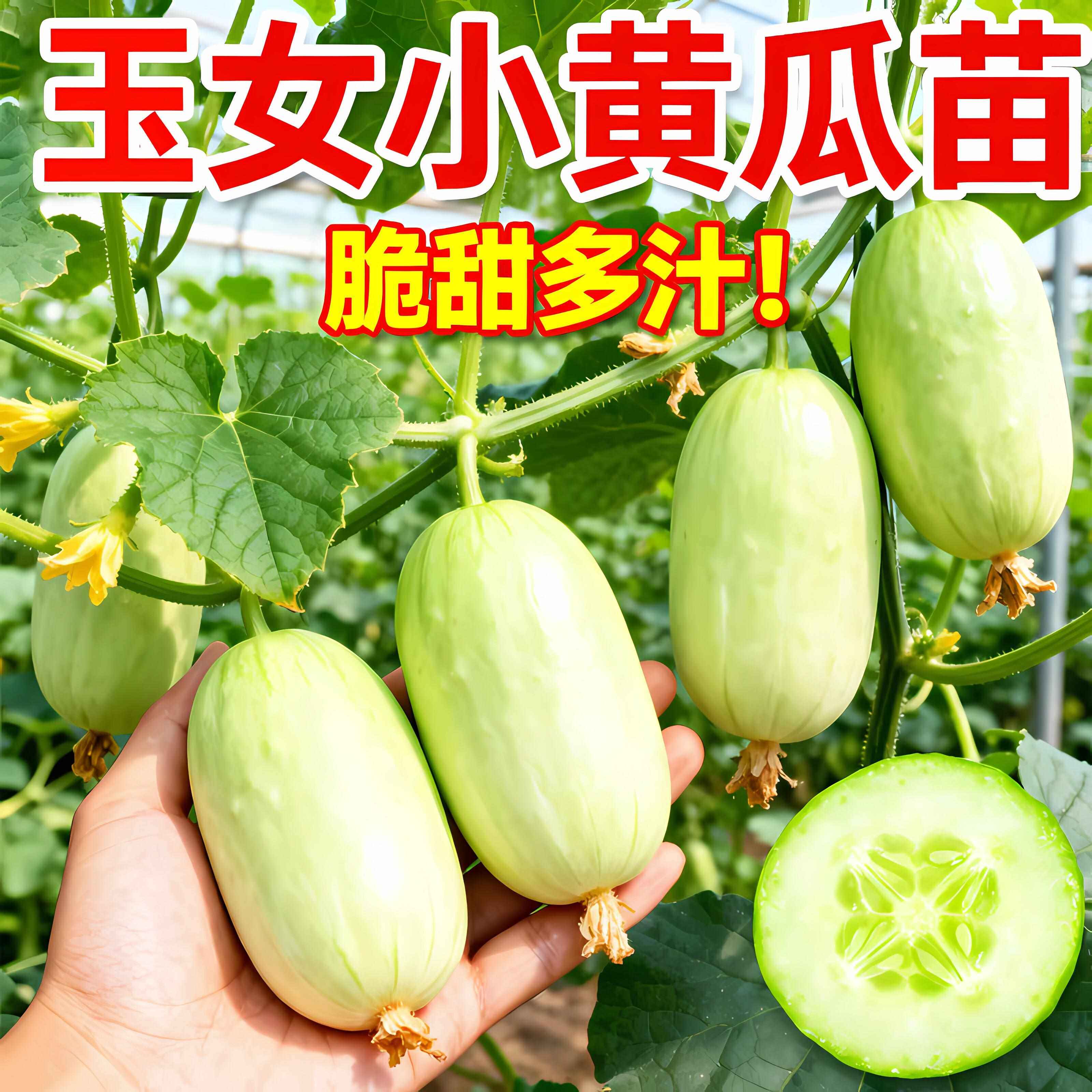 金童玉女水果黄瓜种子种籽迷你甜脆果小拇指盆栽种苗蔬菜苗孑秧苗