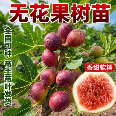 波姬红无花果矮化盆栽带果