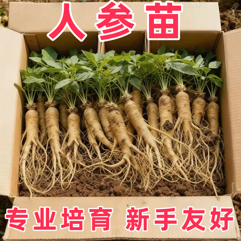 吉林长白山人参活苗西洋人参种植苗盆栽南方人参幼苗种籽子中药材