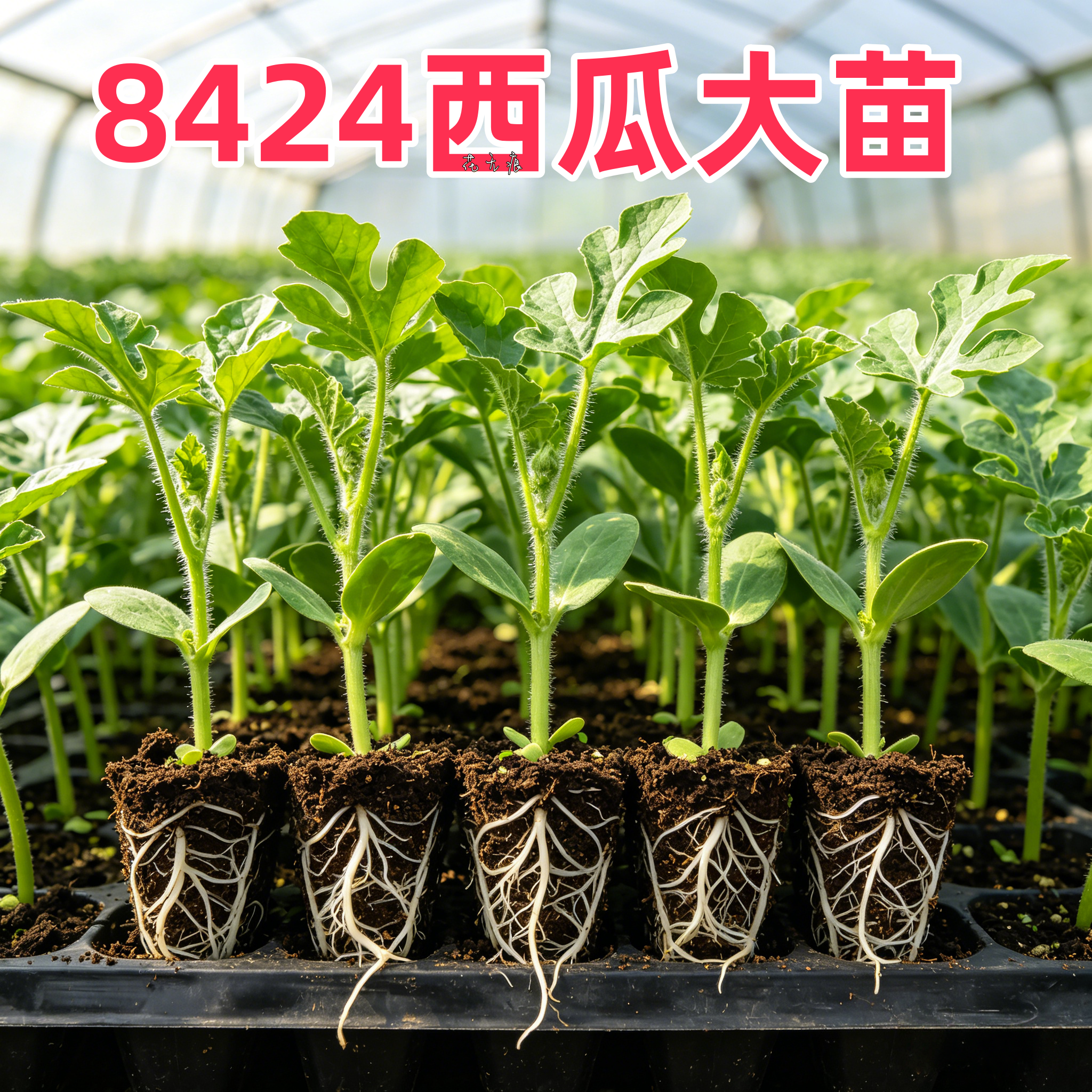 8424麒麟西瓜苗四季早熟嫁接