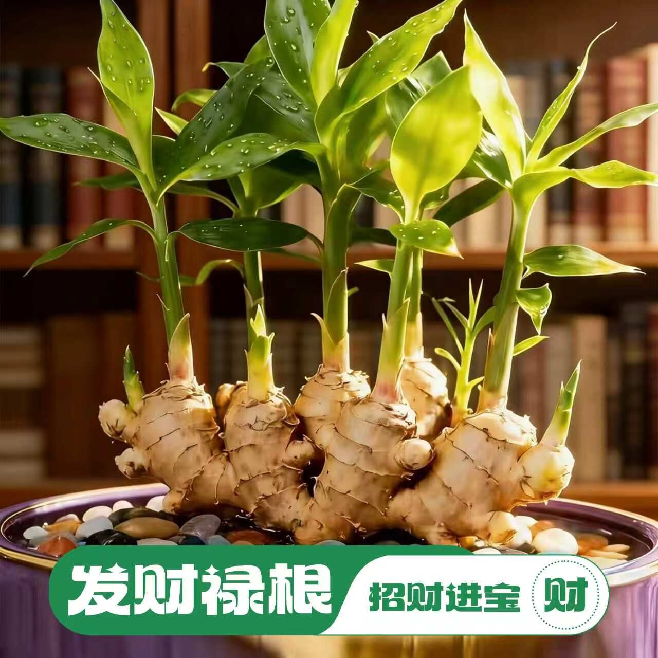 禄根带芽好养阳台盆栽种苗