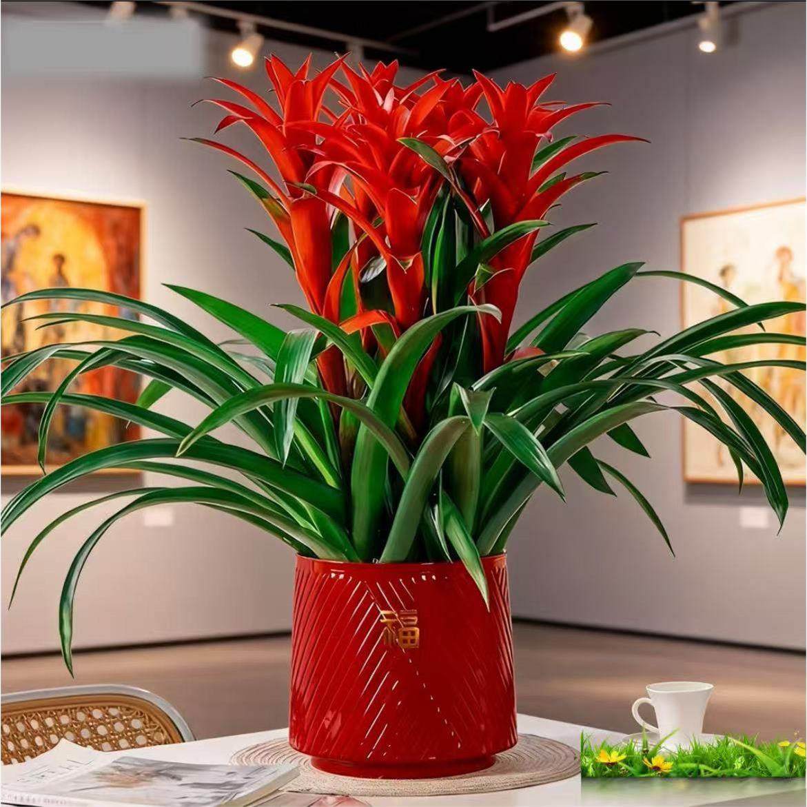 鸿运当头凤梨绿植室内客厅好养四季开花鲜活盆栽3株苗3个朵头,鲜花速递/花卉仿真/绿植园艺,红掌/凤梨/温室花卉,淘宝优惠券,粉丝福利购,淘宝优惠卷