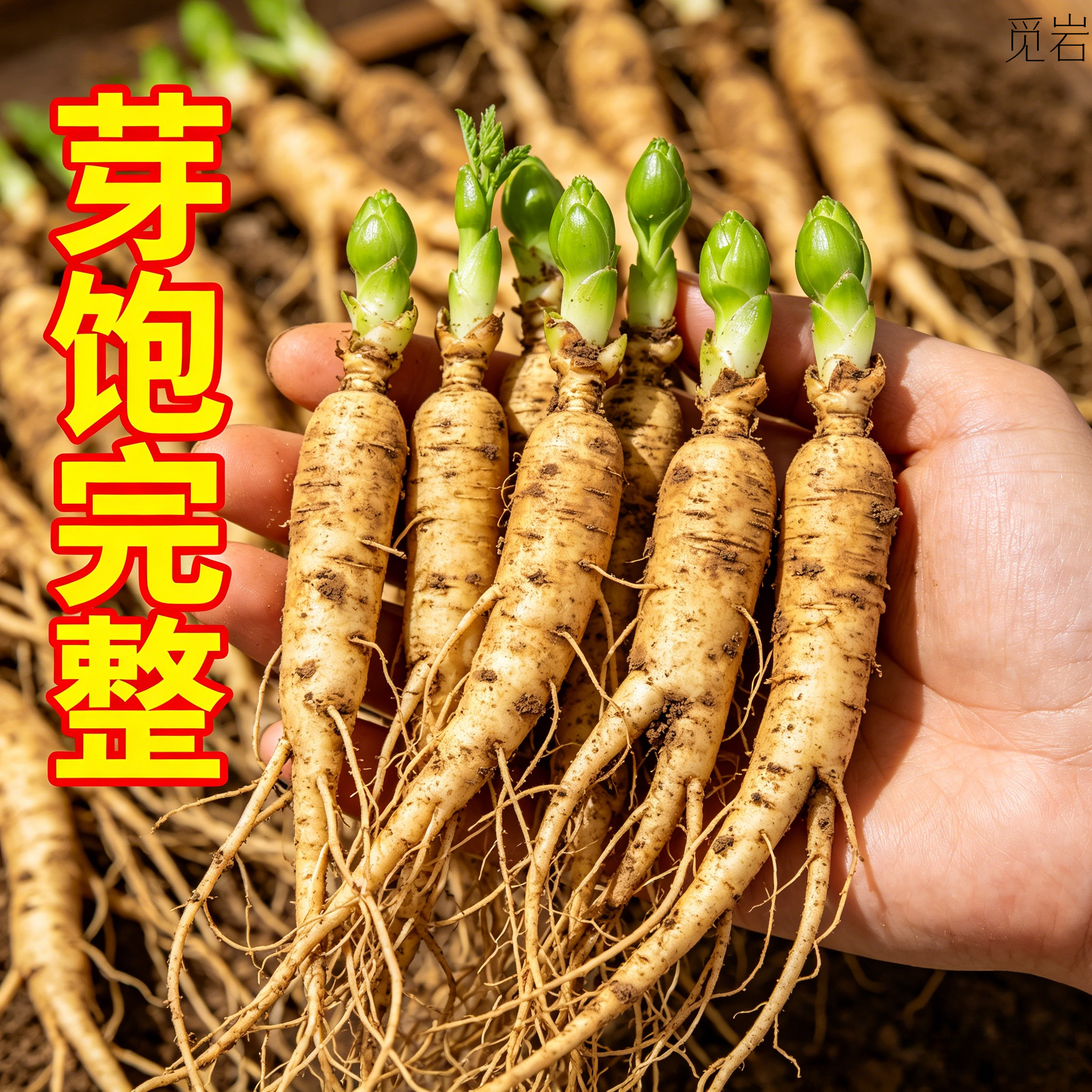 新鲜人参苗20棵可室内种植新鲜人参活苗盆景长白山山参苗西洋参苗
