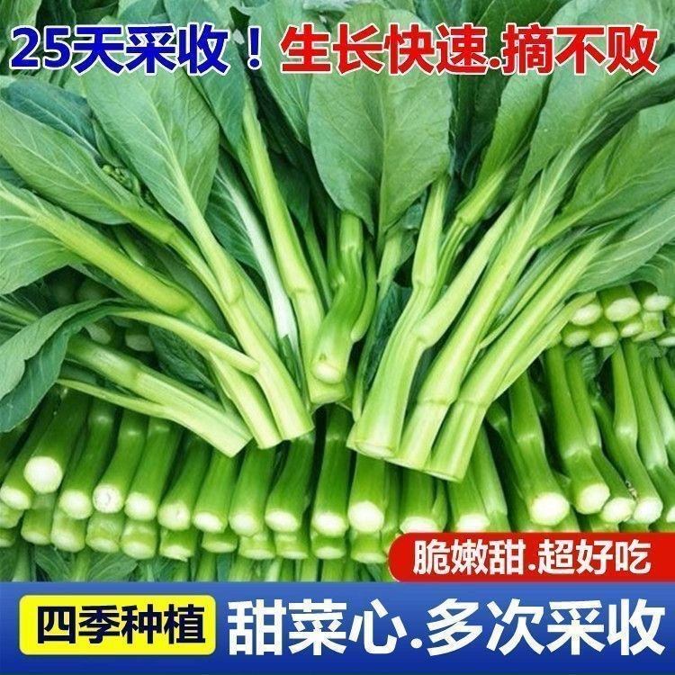 广东四九菜心种子红菜苔白菜苔四季蔬菜种籽孑增城迟青菜秋季菜籽,鲜花速递/花卉仿真/绿植园艺,种苗/半成品盆栽,淘宝优惠券,粉丝福利购,淘宝优惠卷