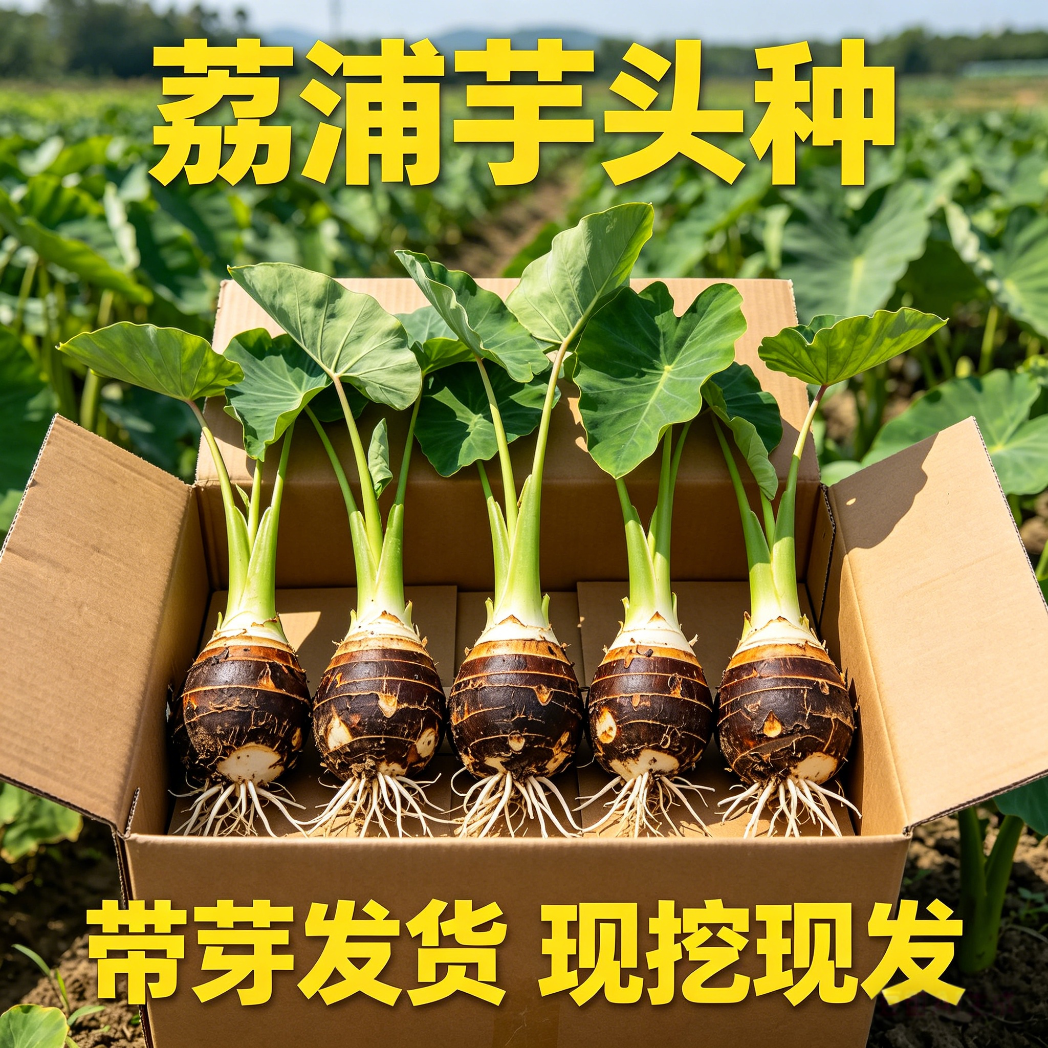 【带根带芽】正宗广西桂林荔浦香芋头种植苗槟榔芋紫藤新鲜芋头苗