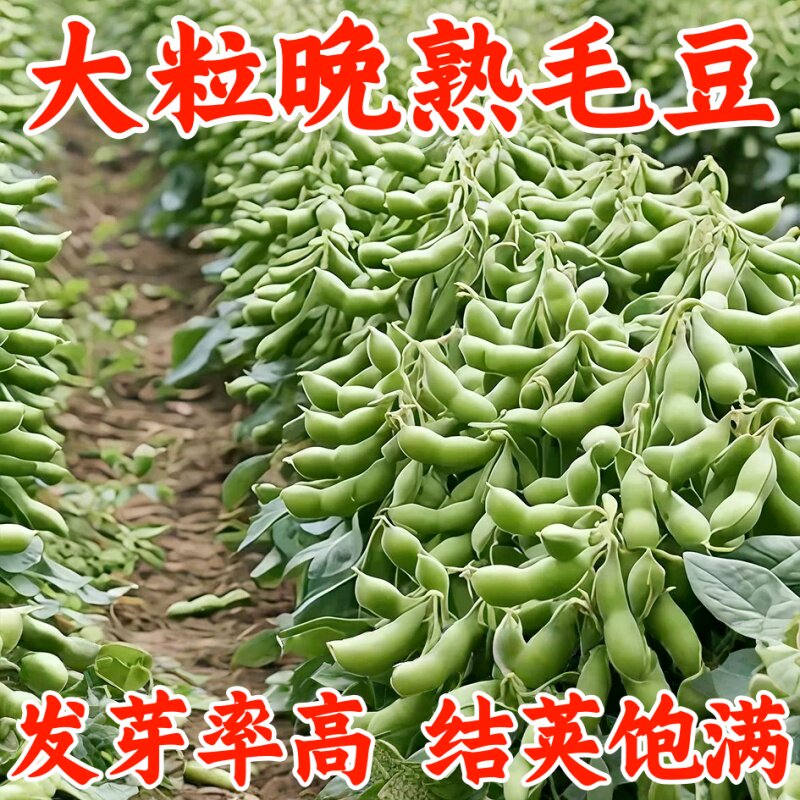 九月寒大粒毛豆种子晚熟高产重阳菜豆青皮黄豆嫩毛豆种籽蔬菜种孑