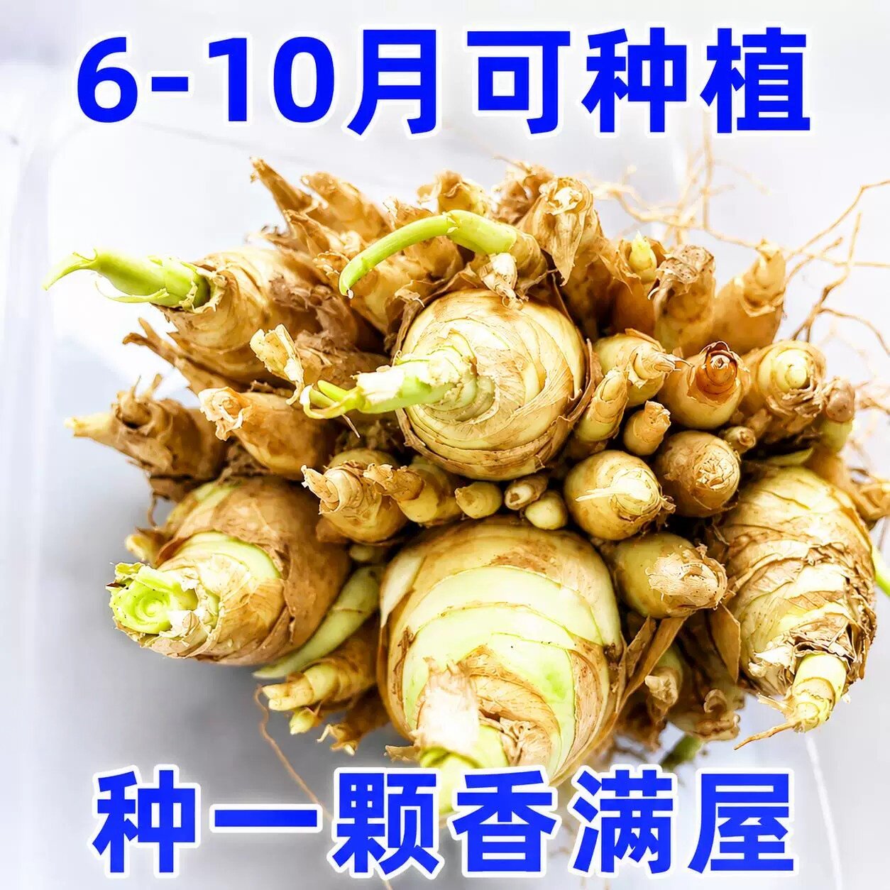 晚香玉重瓣浓香种球多年生