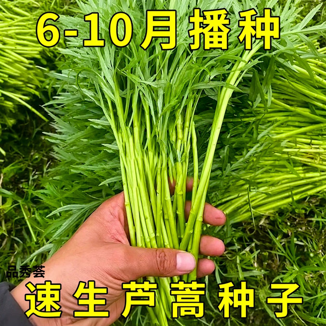 芦蒿种子四季可种高产易种