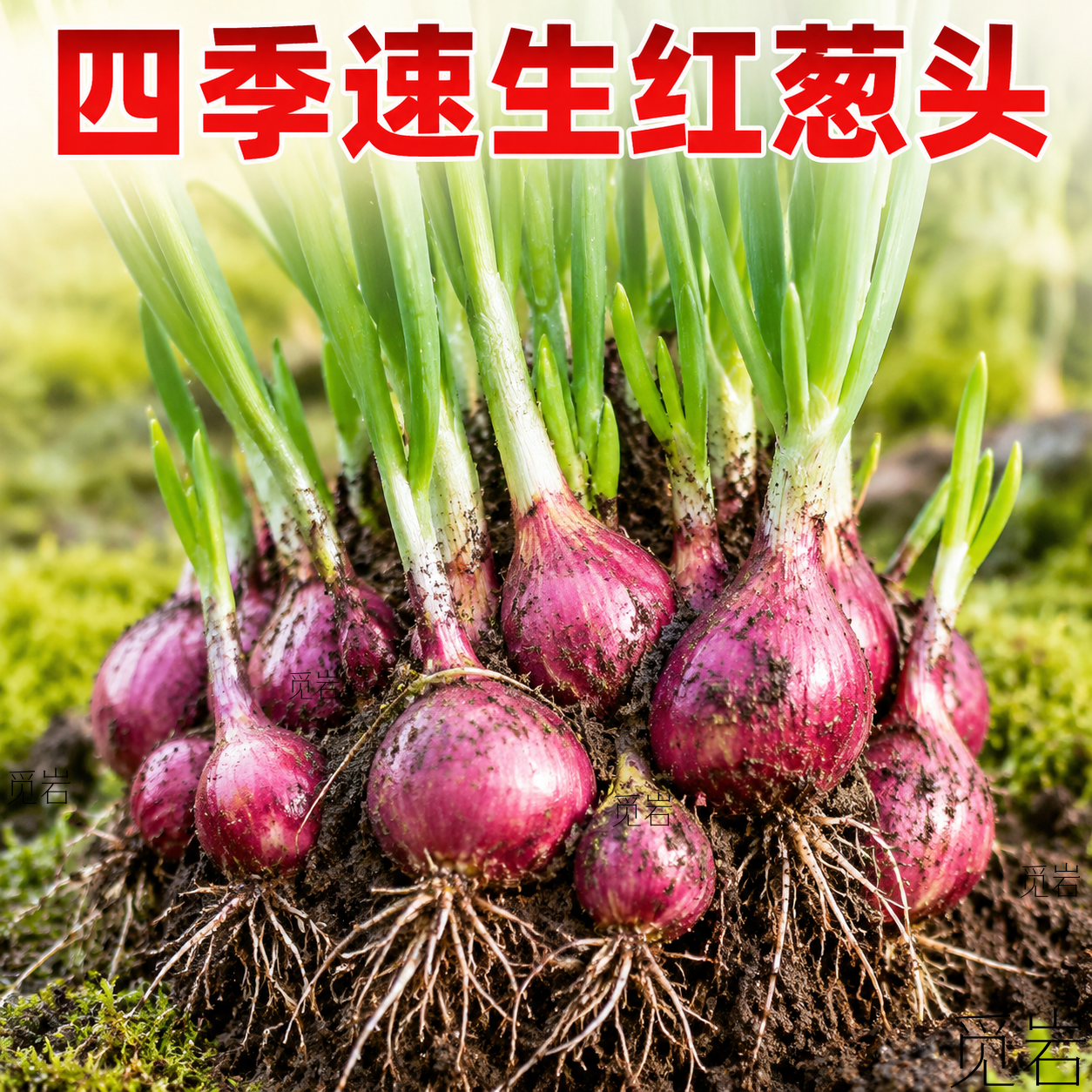 红葱头种四季葱头干葱头家庭阳台花盆栽小香葱种四季香葱火葱种子