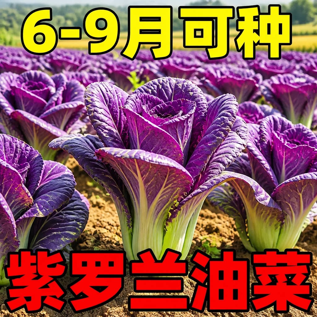 紫罗兰油菜苗速生四季阳台菜园